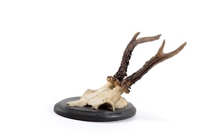 Image description is not available for 2011.4.2